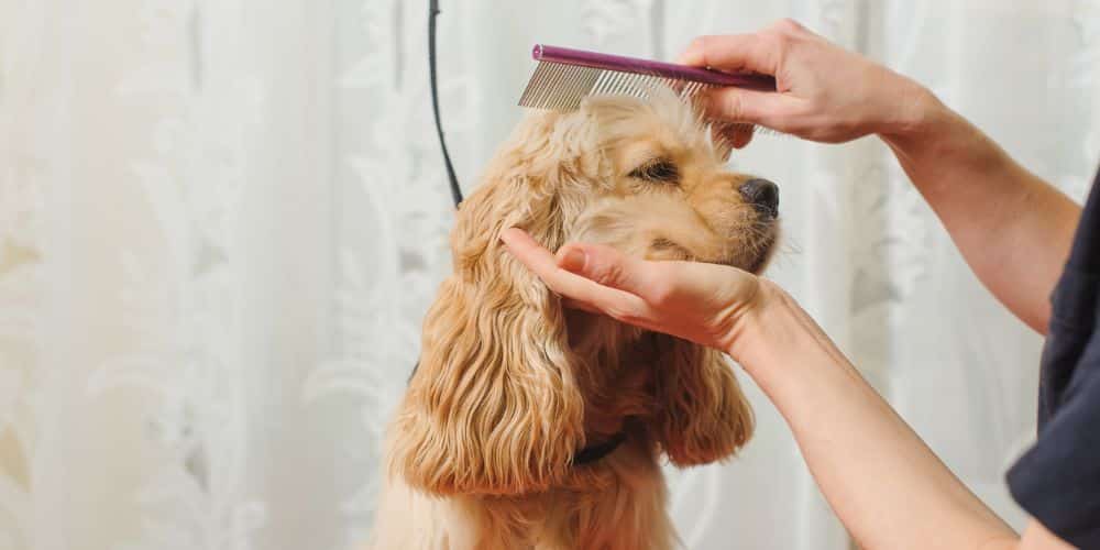 Metro Pets public website photograph