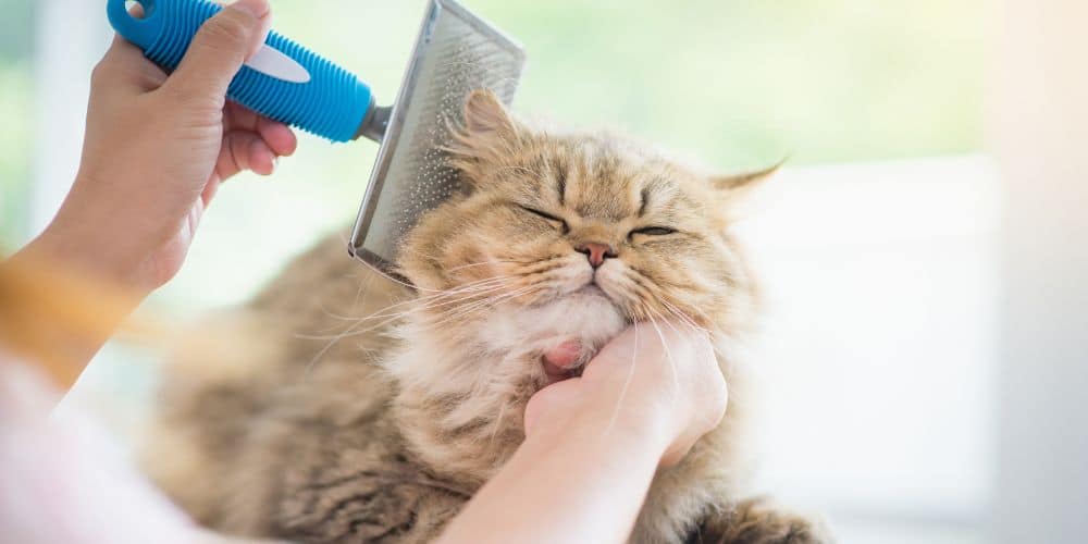 Metro Pets public website photograph